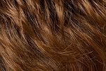 Gallery_per002651-31914