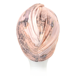 Gallery_aruba-sf093-b85-back-900x900